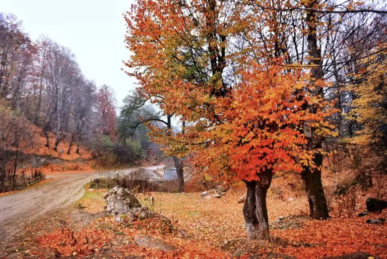 autumn-1-monir-ghorbani