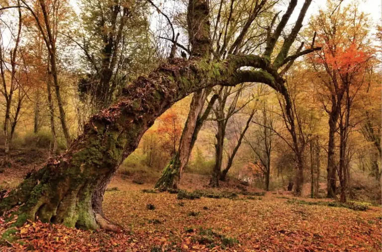 autumn-2-monir-ghorbani