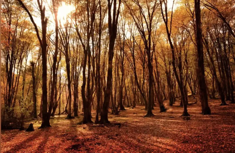 autumn-3-monir-ghorbani