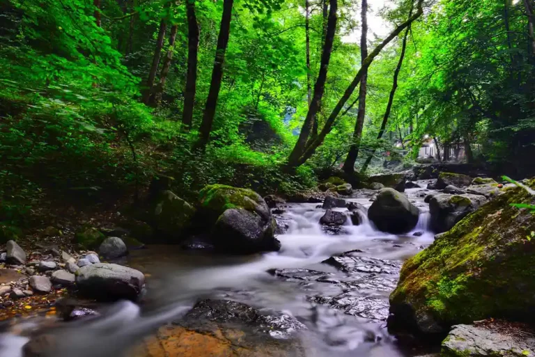 nature-2-monir-ghorbani